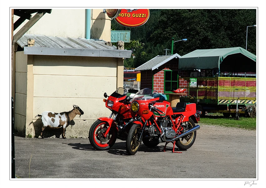 Des motos et une chevre
