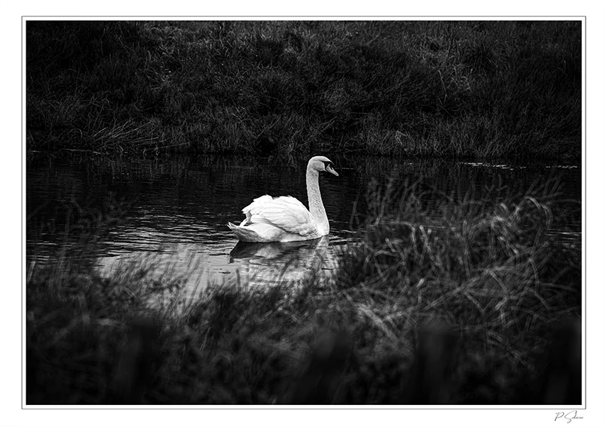 Cygne sur un ruisseau