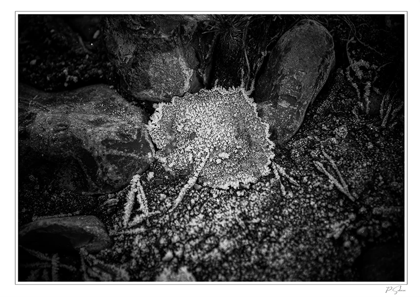 Feuillage recouvert de givre