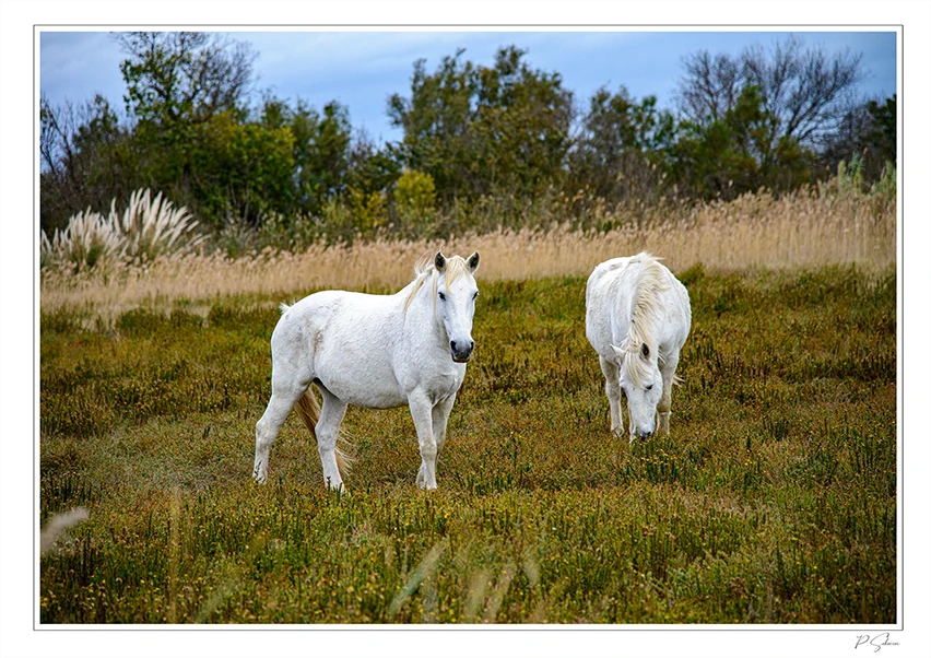 Cheval de Camargue