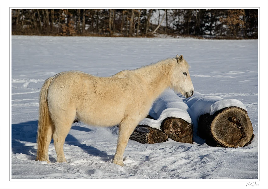 Poney sous la neige
