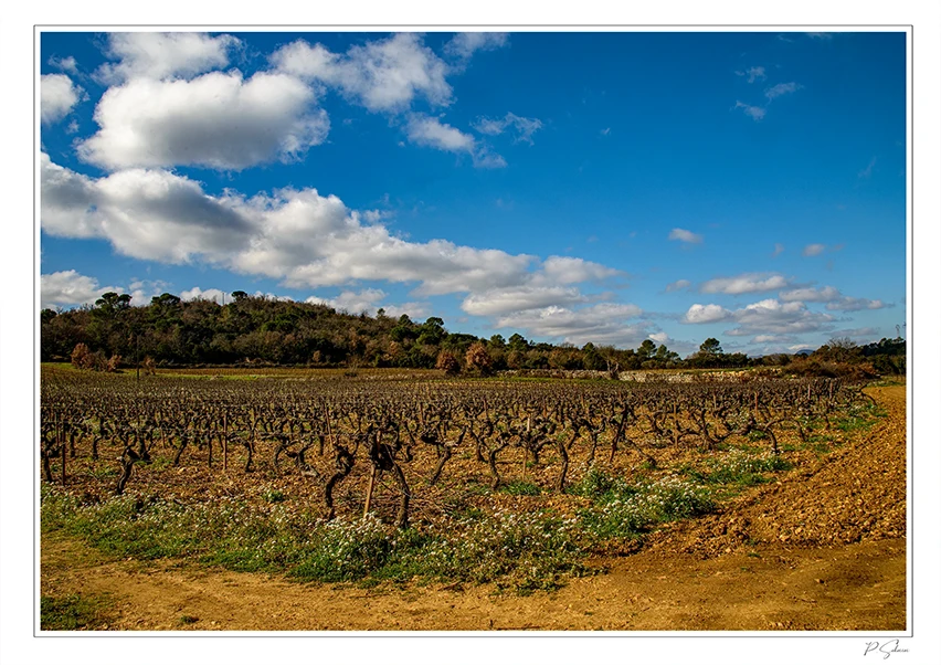 Vignes du Var